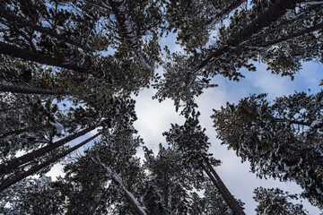 Vertical View Perspective of Winter Snowy Pines Forest