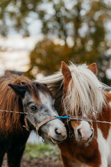 Two ponies in the pasture in autumn