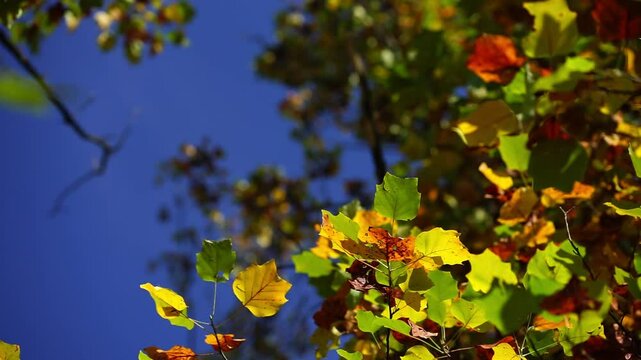 foliage d'autunno sull'albero, foglie mosse dal vento