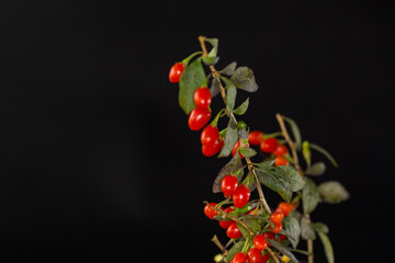 fresh ripe red goji berries on a branch, isolated on black background