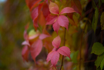 In autumn, the park transforms into a breathtaking scene as leaves turn golden, red, and orange, blanketing the ground in warm colors while a crisp breeze stirs the air.