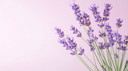 Obraz premium Soft lavender petals create calming atmosphere against pastel background