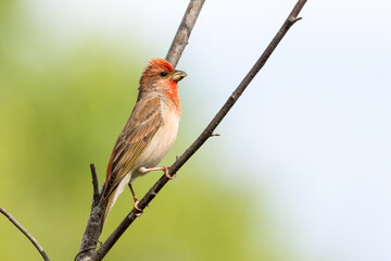 Common Rosefinch