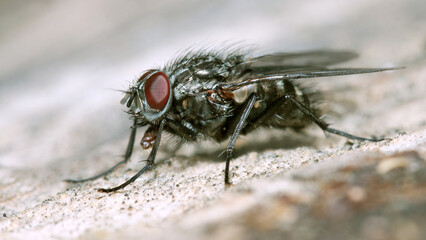 close up of a fly