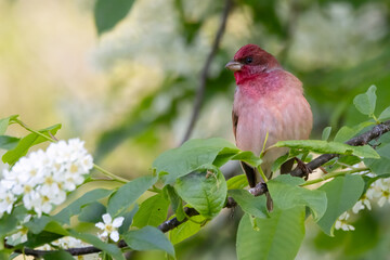 Common Rosefinch