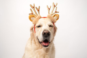 A dog sits on a white background with red antlers. Golden Retriever for New Year and Christmas