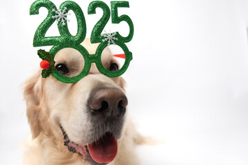 Dog with glasses 2025 for new year. Golden retriever for Christmas sitting on white background with...