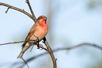 Common Rosefinch
