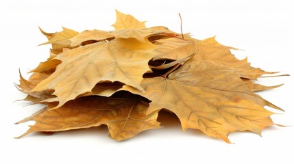 Naklejka premium autumn, leaf, maple, fall, leaves, nature, season, tree, yellow, orange, isolated, foliage, plant, color, object, november, red, brown, colorful, october, golden, gold, texture, seasonal