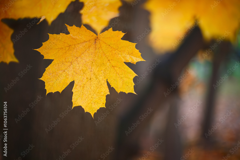 Poster A autumn leaf is hanging from a tree branch. The leaf is yellow and has some spots on it