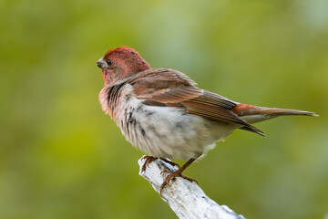 Common Rosefinch