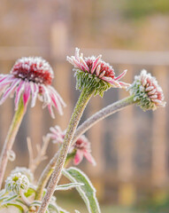 First frost on Echinacea blossoms in garden