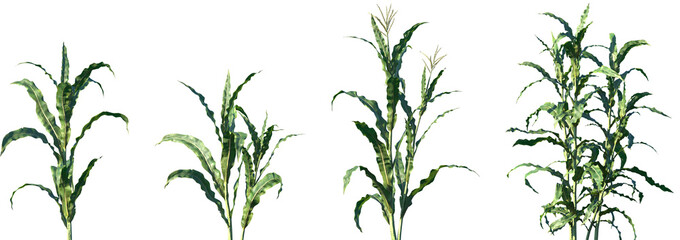 Set of Zea mays (also known as corn) frontal isolated png on a transparent background perfectly cutout high resolution © Viktoria