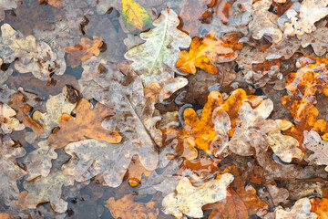 A pile of autumn oak leaves, some of which are brown and some are green. The leaves are wet and the pile is lying on the ground. Autumn leaves background