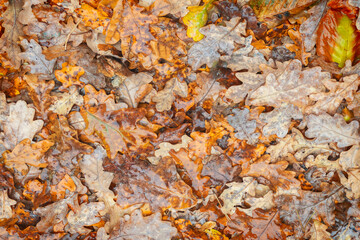 A pile of autumn oak leaves, some of which are brown and some are green. The leaves are wet and the pile is lying on the ground. Autumn leaves background
