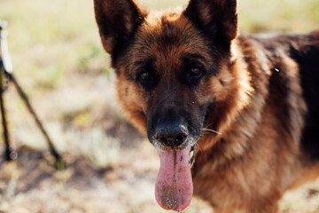 Pet Dog German Shepherd Looking At Camera