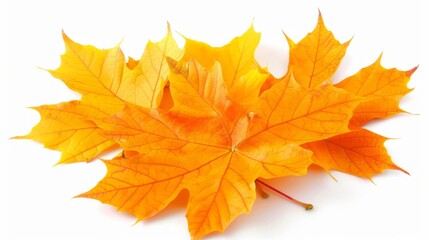Fototapeta premium Pile of autumn leaves isolated on white background 