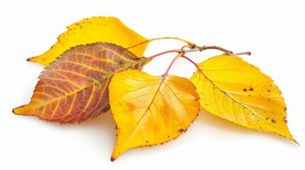 Naklejka premium Pile of autumn leaves isolated on white background 