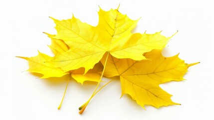 Pile of autumn leaves isolated on white background 