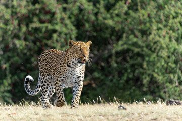 Leopard (Panthera Pardus) hunting. This leopard was hunting  in Mashatu Game Reserve in the Tuli Block in Botswana  