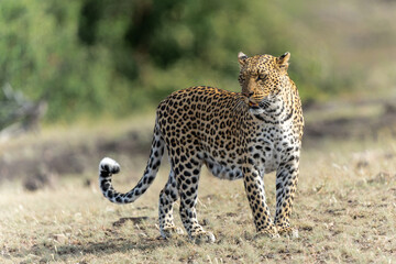 Leopard (Panthera Pardus) hunting. This leopard was hunting  in Mashatu Game Reserve in the Tuli Block in Botswana  