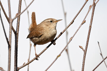 Eurasian Wren