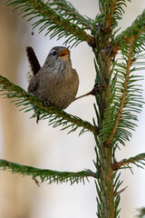 Eurasian Wren
