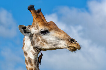 Portrait of a Giraffe with a red billed oxpecker on his head in a Game Reserve in Kwa Zulu Natal close to Mkuze in South Africa     