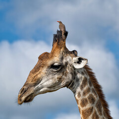 Portrait of a Giraffe with a red billed oxpecker on his head in a Game Reserve in Kwa Zulu Natal close to Mkuze in South Africa     