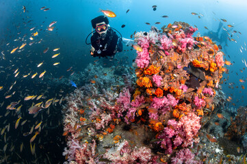 Male Scuba diver diving through colorful soft coral reef and school of fish at King Cruiser wreck ship, a famous dive site near Phuket, Thailand. Stunning underwater landscape of Andaman sea