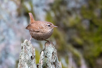 Fototapeta premium Eurasian Wren