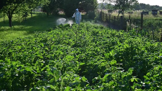 Chemical treatment of potato plants from blight like Phytophthora infestans or late blight fungus and pests like wireworm and Colorado beetle. Crop protection with a high-pressure garden sprayer