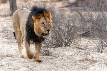 Lion (Panthera leo) hanging around in the sand of the Kalahari Desert. This dominant male lion was protecting his prey in the Kgalagadi Transfrontier Park in South Africa.