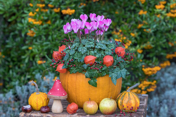Kürbis dekoriert mit pink Alpenveilchen (Cyclamen), Physalis, Hagebutten und Efeuzweigen 