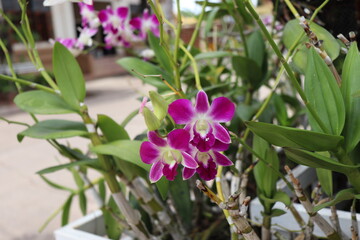 orchid flower background