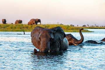 Close encounter with Elephants crossing the Chobe river between Namibia and Botswana in the late afternoon seen from a boat.