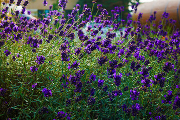 Lavender in the bushes that blooms in the city park and fascinates everyone with the bright purple...