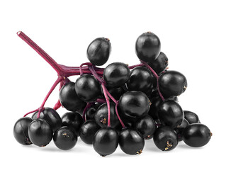Bunch of ripe elderberries isolated on a white background. Sambucus nigra, black elderberry fresh fruit.