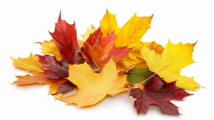 Fototapeta premium autumn, leaf, maple, fall, leaves, nature, season, tree, yellow, orange, isolated, foliage, plant, color, object, november, red, brown, colorful, october, golden, gold, texture, seasonal