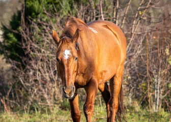 Portrait of a chestnut horse in the setting sun. Close up of chestnut horse with withe blaze.  Estonian native horses (Estonian Klepper) in the apple orchard.