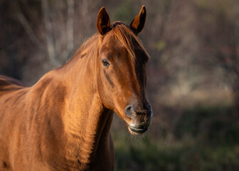 Obraz premium Portrait of a chestnut horse in the setting sun. Close up headshot of chestnut horse. Estonian native horses (Estonian Klepper) in the apple orchard.