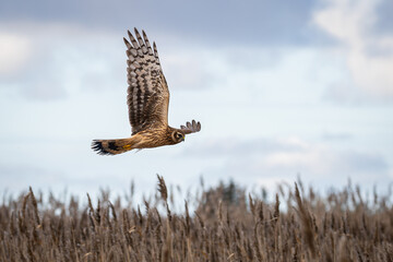 Hen Harrier or Northern Harrier is long-winged, long-tailed hawk of open grassland and marshes. Close view of a Northern Harrier (Circus cyaneus). 