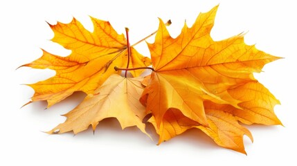 Obraz premium autumn, leaf, maple, fall, leaves, nature, season, tree, yellow, orange, isolated, foliage, plant, color, object, november, red, brown, colorful, october, golden, gold, texture, seasonal