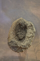 Fossil trilobite animal in rock.
