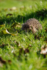 Hedgehog outside in the garden in the lawn.
