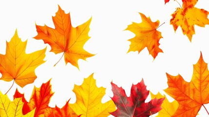 Fototapeta premium autumn, leaf, maple, fall, leaves, nature, season, tree, yellow, orange, isolated, foliage, plant, color, object, november, red, brown, colorful, october, golden, gold, texture, seasonal