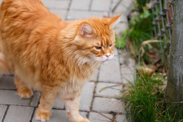 Ginger Maine Coon cat looking for something outdoors