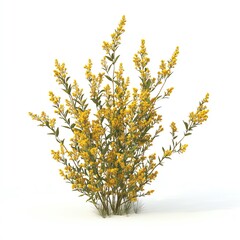 Obraz premium A vibrant yellow flowering plant with slender branches and delicate blossoms, ideal for gardens and natural landscapes.