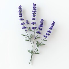 Naklejka premium A delicate sprig of purple lavender with slender green leaves, arranged artistically against a clean, light background.