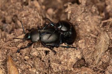 Macrophotographie d'un insecte - Crache-sang - Timarcha tenebricosa